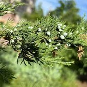Eastern Red Cedar