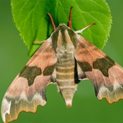 Lime Hawk-Moth