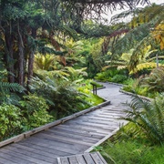 San Francisco Botanical Garden