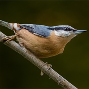 European Nuthatch