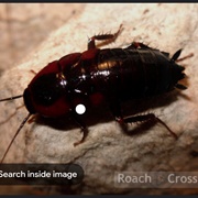 Bullet Cockroach