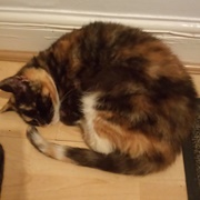 How Do I Want My Chicken?