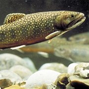Trout
