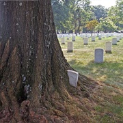 Headstone-Eating Trees
