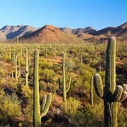 Sonoran Desert, USA