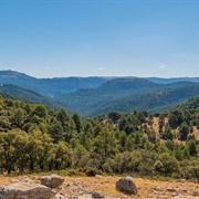 Mediterranean Forests