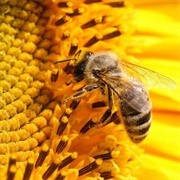 Sunflower Bee