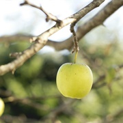 Yellow Apple