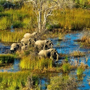 Okavango Delta