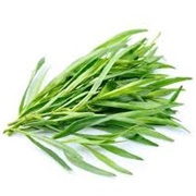 Fresh Tarragon