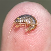 Hay's Spring Amphipod