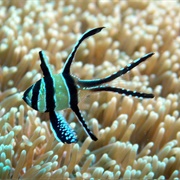 Banggai Cardinalfish