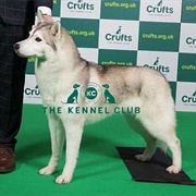 Siberian Husky