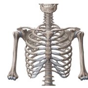 Ribcage