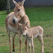 Persian Onager