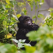 Bwindi Impenetrable Forest, Uganda