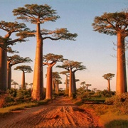 The Avenue of Baobabs, Madagascar