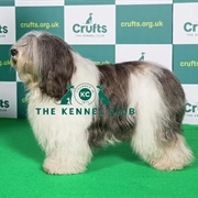 Polish Lowland Sheepdog