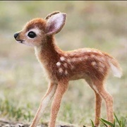 Watch a Cute Animal Video