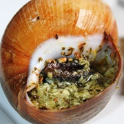 Giant African Land Snail (Lissachatina Fulica)