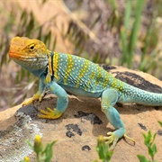 Collard Lizard