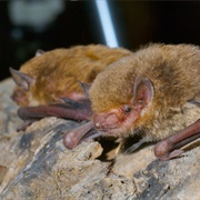 Eastern Broad-Nosed Bat