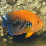 Potter's Angelfish
