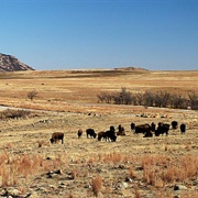 Wichita Mountains Buffalo Herd