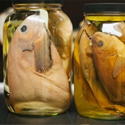 Burke Museum Ichthyology Collection