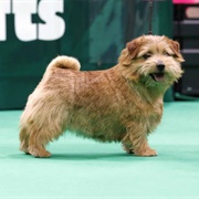 Norfolk Terrier