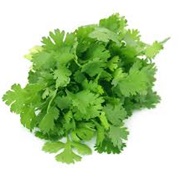 Coriander