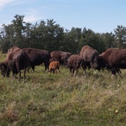 Elk Island National Park