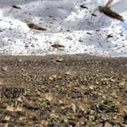 Locust Storms
