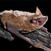 Northern Free-Tailed Bat