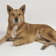 Canaan Dog