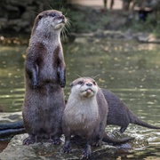Otter