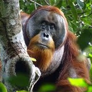 Own an Orangutan