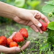 Pick Strawberries