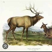 Eastern Elk
