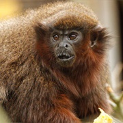 Red Titi Monkey