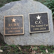 Alamo Cat Graves