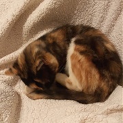 I Dream of Chicken With a Mild Chilli Sauce