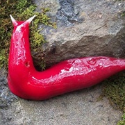 Giant Pink Slugs of Mount Kaputar