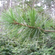Western White Pine