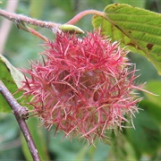 Himalayan Hazelnut (Corylus Ferox)