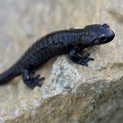 Alpine Salamander