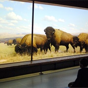 Hall of North American Mammals