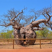 Derby Boab 'Prison Tree'