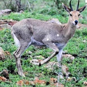 Mountain Reedbuck