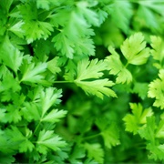 Parsley